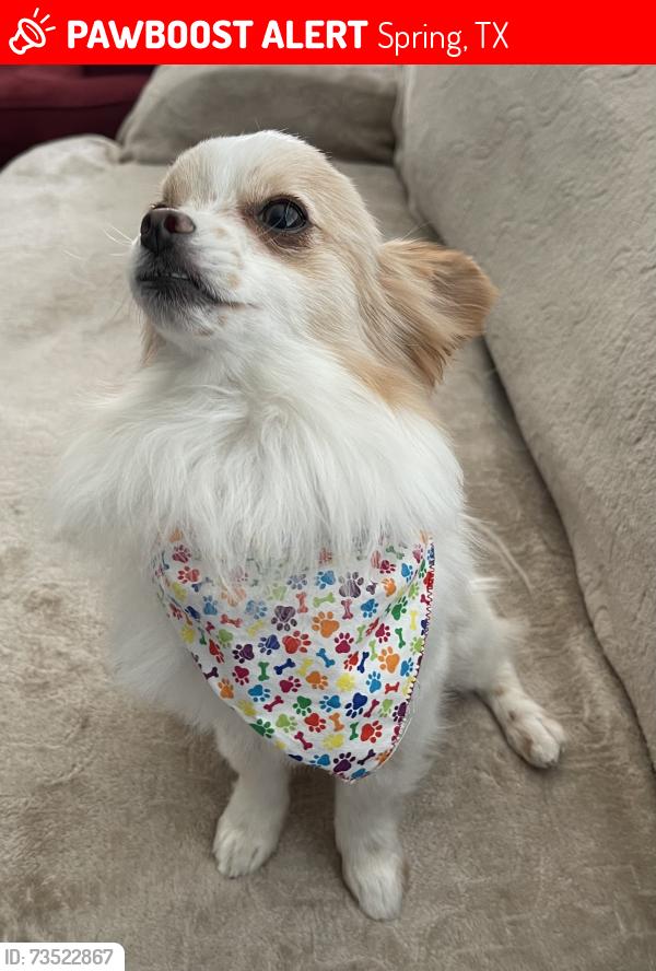 Lost Male Dog last seen Spring crossing and Breckenridge forest, Spring, TX 77373