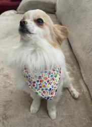 Lost Male Dog last seen Spring crossing and Breckenridge forest, Spring, TX 77373