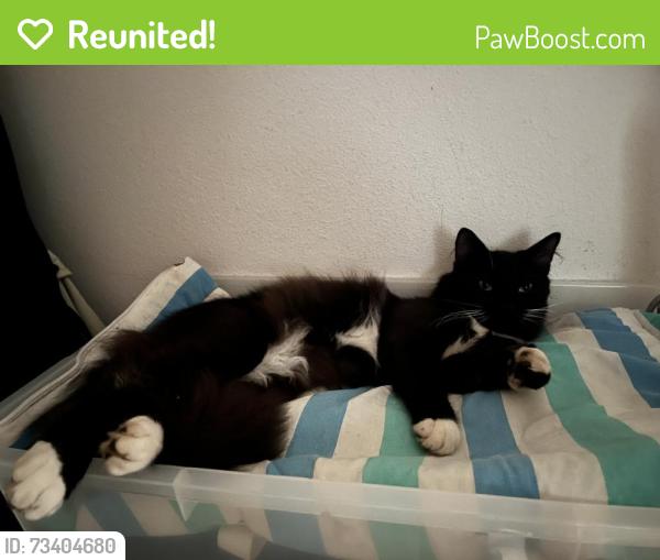 Reunited Male Cat last seen Near se Morgan rd, Hillsboro, Oregon, Hillsboro, OR 97123