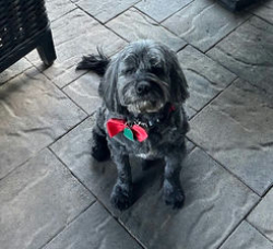 Reunited Male Dog last seen Near E 124th St S, Jenks, OK 74037, USA, Jenks, OK 74037