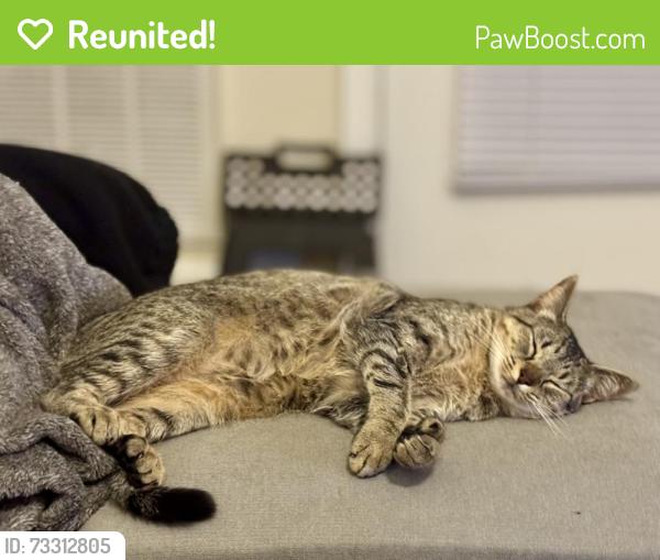 Reunited Female Cat last seen Castle dr, Corregidor Courts/ Bougainville, Fort Bragg, Fayetteville, NC 28307