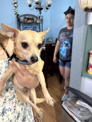 Found/Stray Male Dog last seen Near 19th st sw, Vero Beach, FL 32962