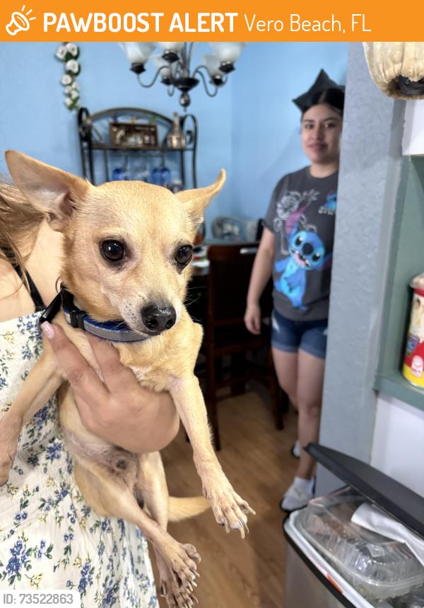 Found/Stray Male Dog last seen Near 19th st sw, Vero Beach, FL 32962