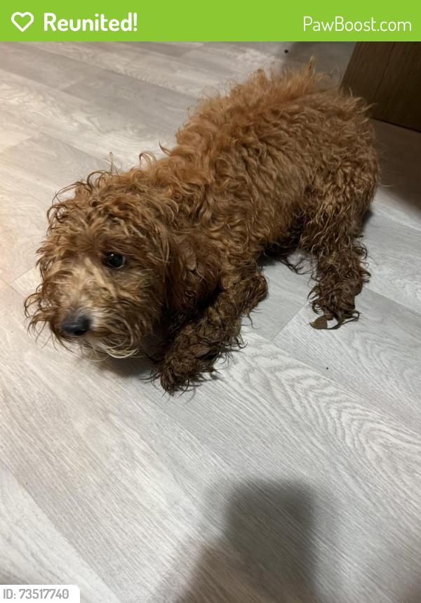 Reunited Female Dog last seen Beaver springs ln, Norcross, GA 30071