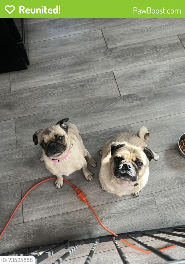 Reunited Female Dog last seen suwannee St, Park Forest, IL 60466