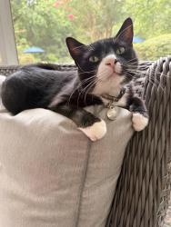Lost Male Cat last seen Near Snow Drive, Harrisburg, NC, Harrisburg, NC 28075