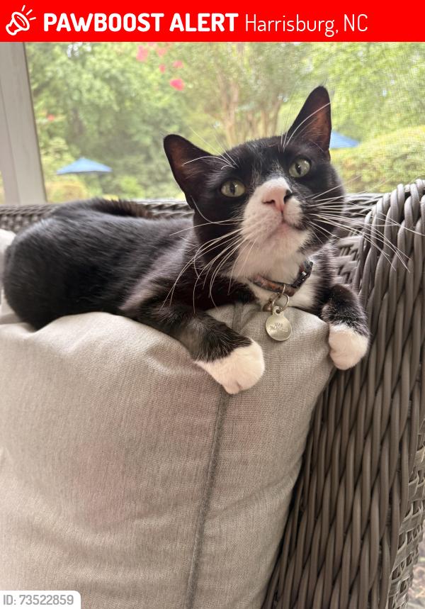 Lost Male Cat last seen Near Snow Drive, Harrisburg, NC, Harrisburg, NC 28075