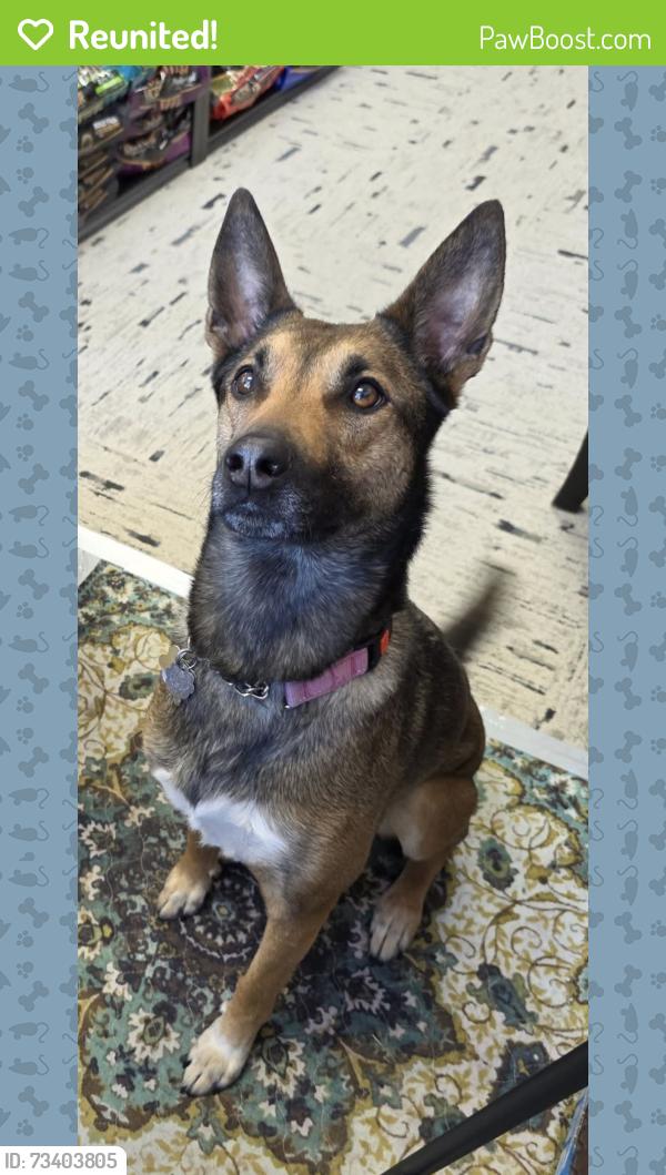 Reunited Female Dog last seen Wooten rd, Catoosa County, GA 30736