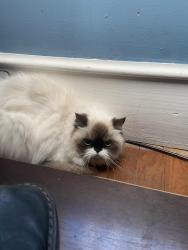 Found/Stray Unknown Cat last seen Near the bridge in Boydton, Boydton, VA 23917