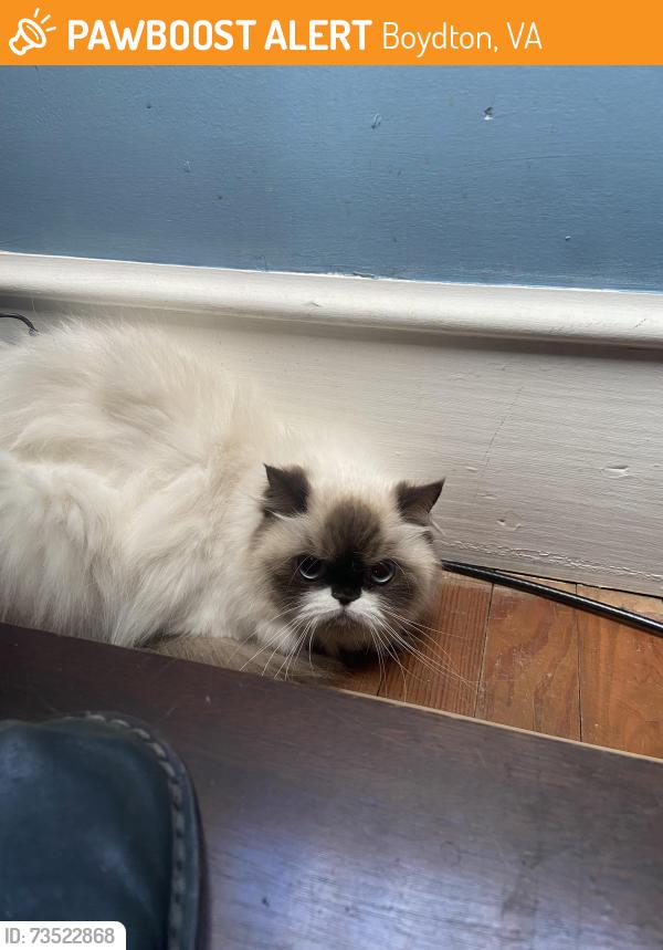 Found/Stray Unknown Cat last seen Near the bridge in Boydton, Boydton, VA 23917