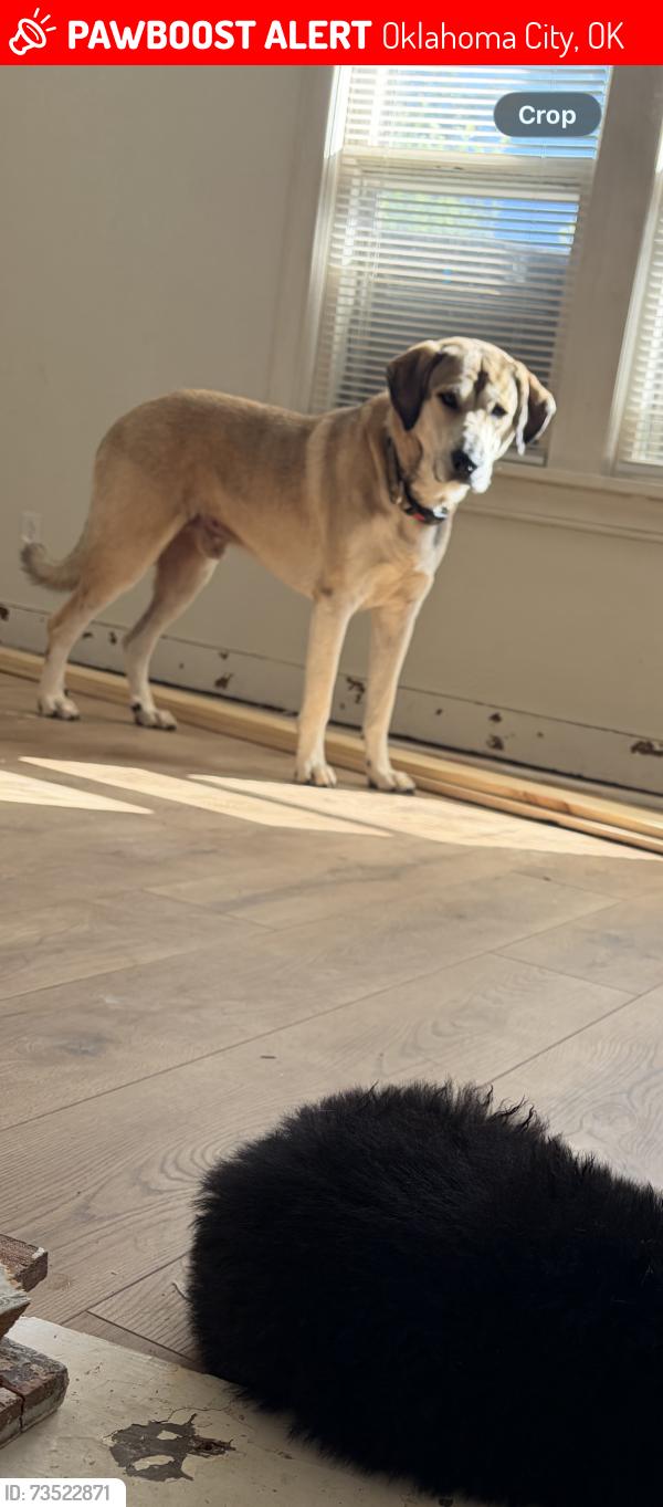 Lost Male Dog last seen Nw 11th st, Oklahoma City, OK 73107