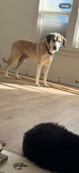 Lost Male Dog last seen Nw 11th st, Oklahoma City, OK 73107