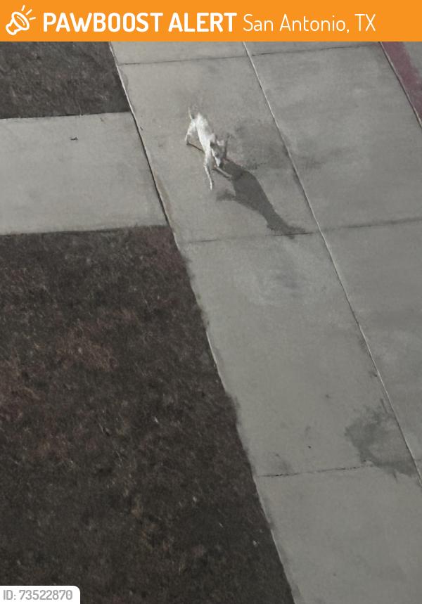 Found/Stray Unknown Dog last seen Medio spring ranch apmt, San Antonio, TX 78245