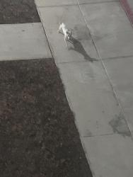 Found/Stray Unknown Dog last seen Medio spring ranch apmt, San Antonio, TX 78245