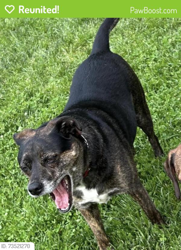 Reunited Male Dog last seen Old county road corridor of Severna Park, between Belleview & Rugby Hall, Severna Park, MD 21146