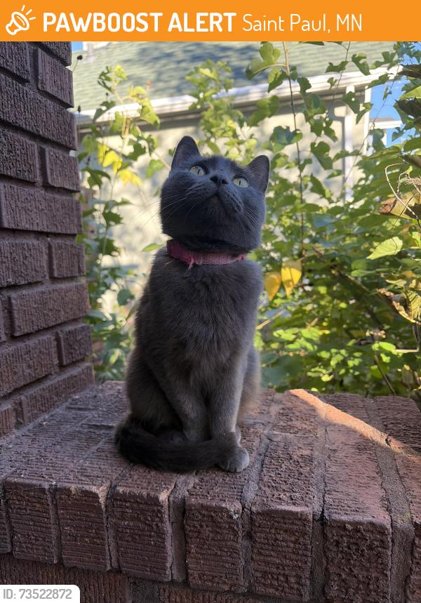 Found/Stray Female Cat last seen Atlantic and Minnehaha, Saint Paul, MN 55106