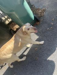 Found/Stray Female Dog last seen Near old stonewall jackson, Bristol, VA 24201