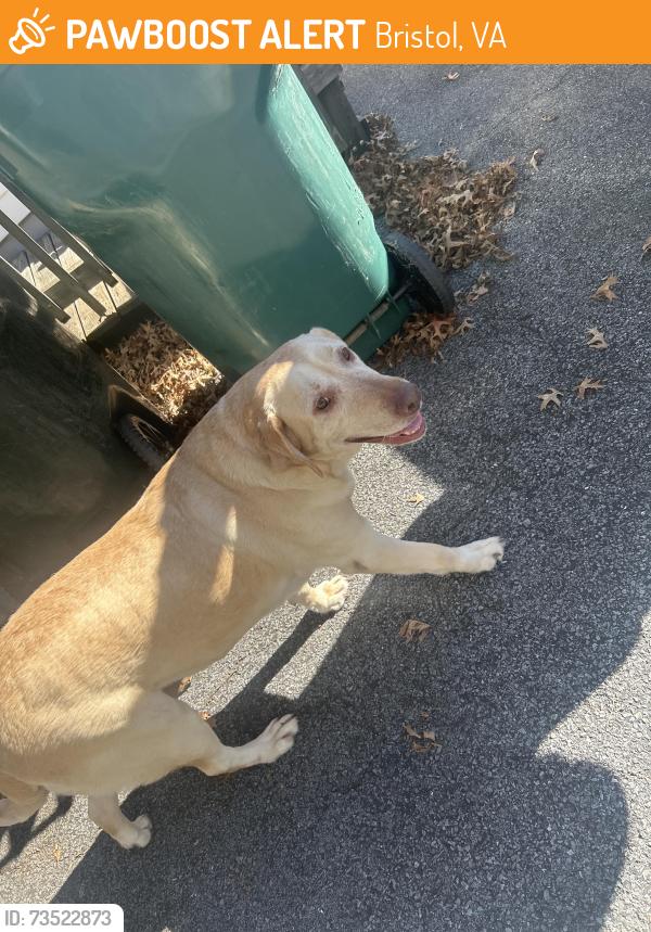 Found/Stray Female Dog last seen Near old stonewall jackson, Bristol, VA 24201