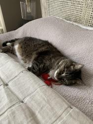Reunited Female Cat last seen 15th and West, Union City, NJ 07087