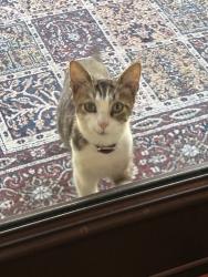 Reunited Female Cat last seen Pelican and Bob Link, Montgomery County, TX 77355