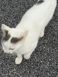 Found/Stray Unknown Cat last seen In woods behind crackerbarrel, Braselton, GA 30517