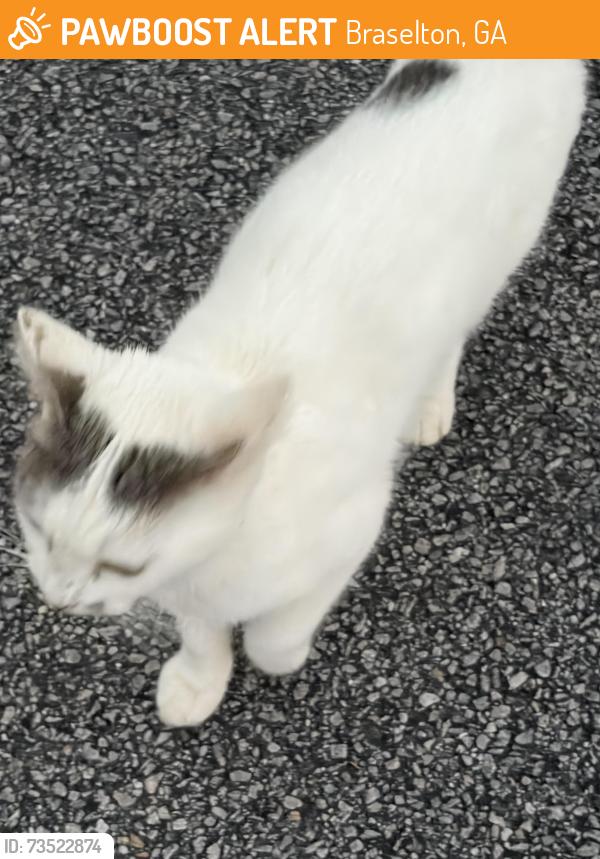 Found/Stray Unknown Cat last seen In woods behind crackerbarrel, Braselton, GA 30517