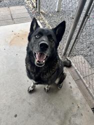 Found/Stray Male Dog last seen Southern and Sossaman, Mesa, AZ 85208