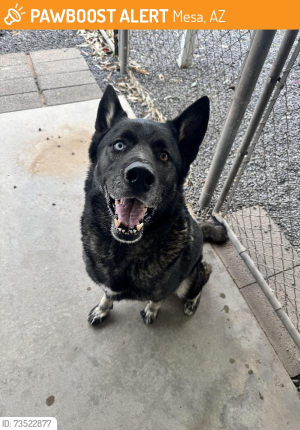 Found/Stray Male Dog last seen Southern and Sossaman, Mesa, AZ 85208