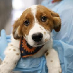 Shelter Stray Male Dog last seen Near BLOCK LA POSITA, 4710 TX-151, San Antonio, TX 78227, USA