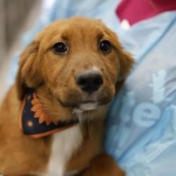 Shelter Stray Female Dog last seen Near BLOCK LA POSITA, 4710 TX-151, San Antonio, TX 78227, USA
