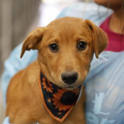 Shelter Stray Female Dog last seen Near BLOCK LA POSITA, 4710 TX-151, San Antonio, TX 78227, USA