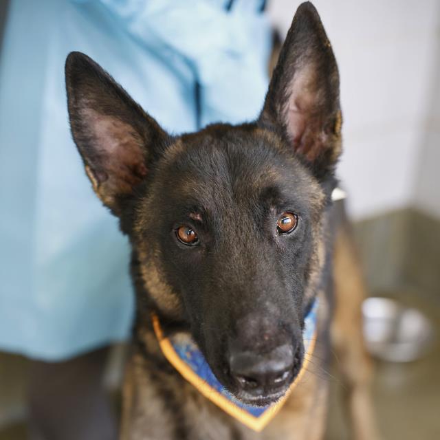 Shelter Stray Male Dog last seen Near BLOCK TARBUTTON TRL, 4710 TX-151, San Antonio, TX 78227, USA