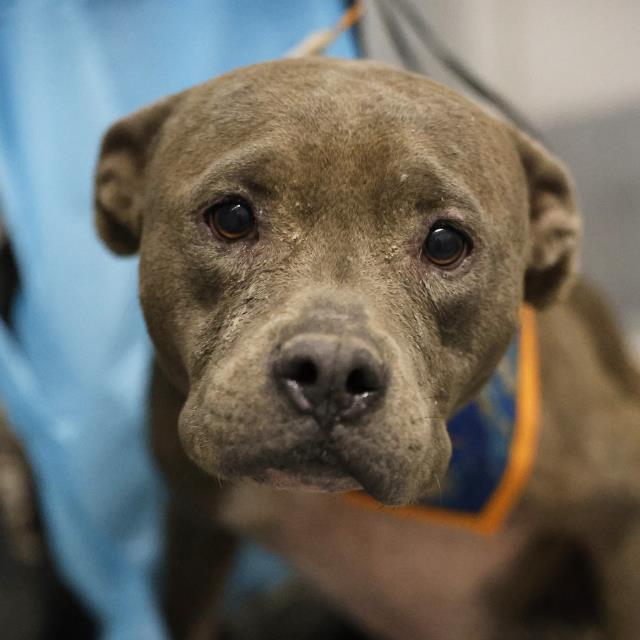 Shelter Stray Female Dog last seen DEER VALLEY & PALM VALLEY DR, 4710 TX-151, San Antonio, TX 78227, USA