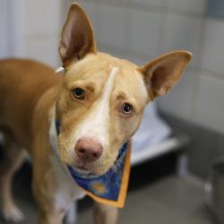 Shelter Stray Male Dog last seen Near BLOCK SE LOOP 410, 4710 TX-151, San Antonio, TX 78227, USA