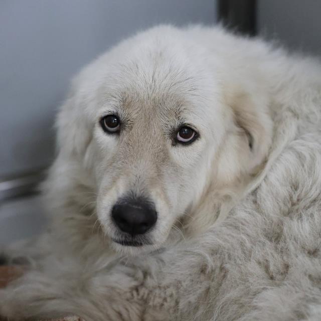 Shelter Stray Male Dog last seen W AVE AND W OLMOS, 4710 TX-151, San Antonio, TX 78227, USA