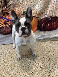 Shelter Stray Female Dog last seen Near BLOCK NW 140 ST, 3599 NW 79th Ave, Doral, FL 33122, USA