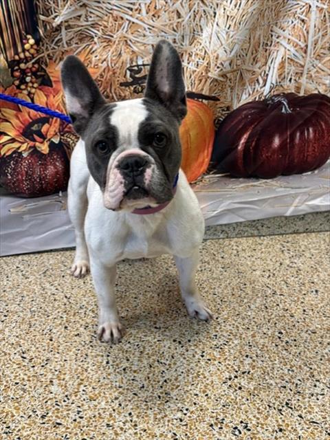 Shelter Stray Female Dog last seen Near BLOCK NW 140 ST, 3599 NW 79th Ave, Doral, FL 33122, USA
