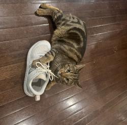 Lost Male Cat last seen Stonewolf Ct., Moseley, VA 23120
