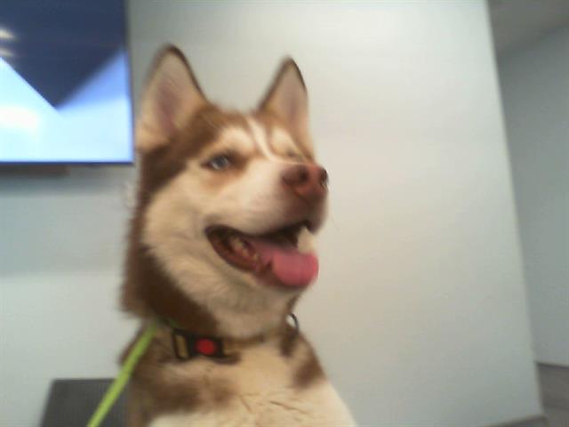 Shelter Stray Male Dog last seen CHARLOTTE, 8315 Byrum Dr, Charlotte, NC 28217, USA