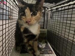 Shelter Stray Female Cat last seen , 1850 W 60th St, Los Angeles, CA 90047, USA