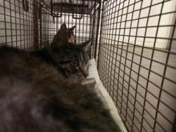 Shelter Stray Male Cat last seen , 1850 W 60th St, Los Angeles, CA 90047, USA