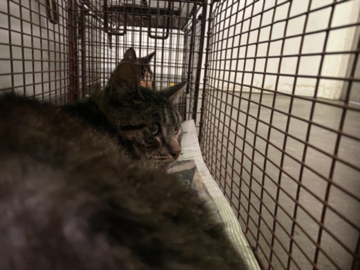 Shelter Stray Male Cat last seen , 1850 W 60th St, Los Angeles, CA 90047, USA