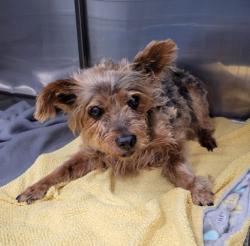 Shelter Stray Male Dog last seen Near BLOCK HOLBROOK ST, DETROIT MI 48211, 1431 E Ferry St, Detroit, MI 48211, USA