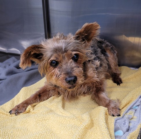 Shelter Stray Male Dog last seen Near BLOCK HOLBROOK ST, DETROIT MI 48211, 1431 E Ferry St, Detroit, MI 48211, USA
