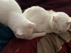 Reunited Male Cat last seen Tatnic road, Brooklyn, CT 06234