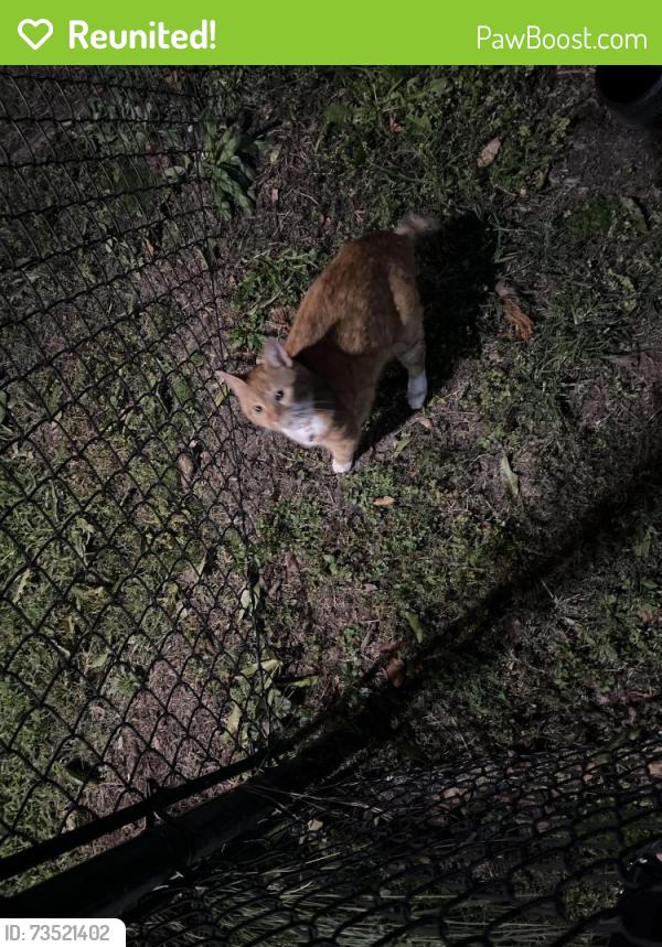 Reunited Female Cat last seen Satori Long Meadow dog park, Richmond, TX 77407