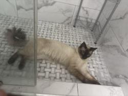 Lost Male Cat last seen Amigo street and Pyle, Enterprise, NV 89183