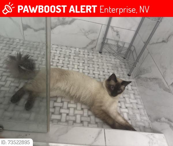 Lost Male Cat last seen Amigo street and Pyle, Enterprise, NV 89183