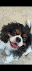 Reunited Male Dog last seen Near E 29th St, Brooklyn, NY 11235, USA, Brooklyn, NY 11235