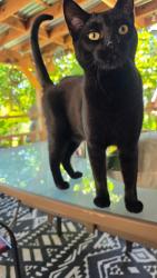 Lost Male Cat last seen S 58th St, Tacoma, WA 98409